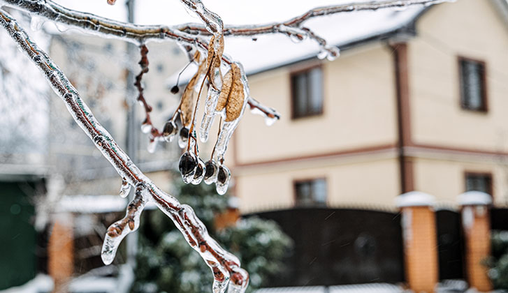 Frozen tree branch in winter. A house can be seen in the background.